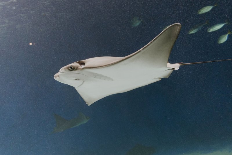 A beautiful stingray glides effortlessly in the ocean, showcasing its graceful movement and aquatic elegance.