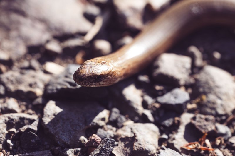 Detailed image of a slow worm (Anguis fragilis) among rocks in Malberg, Germany.