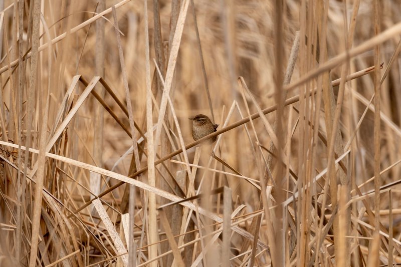 A Eurasian Wren camouflaged in dry tall grass, showcasing its natural habitat.
