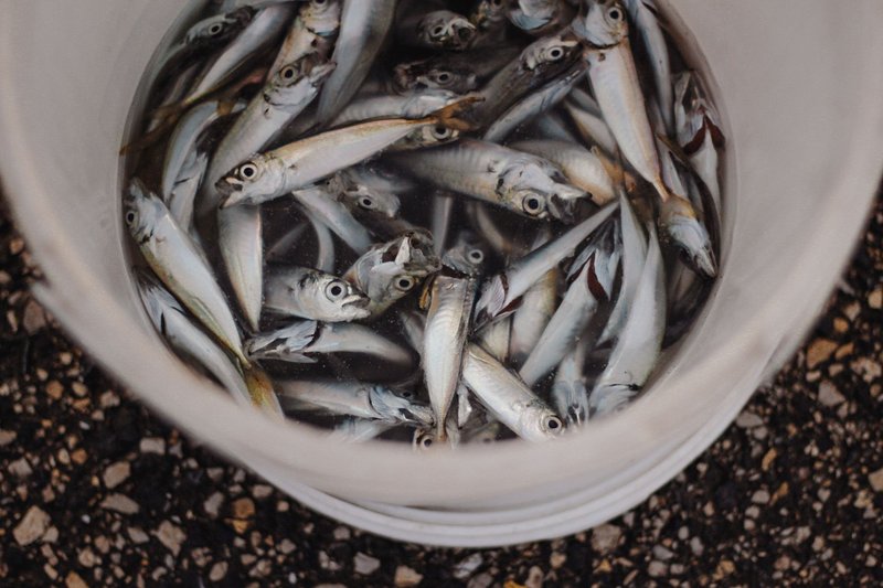 A close-up of fresh sardines in a white bucket, captured top-down.