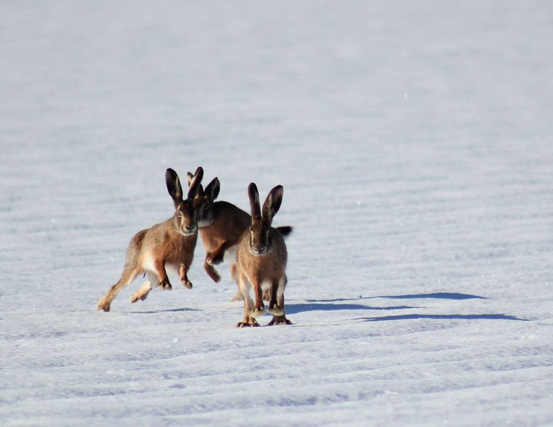 Dynamic scene of two hares hopping across a snow-covered field in winter sunlight.