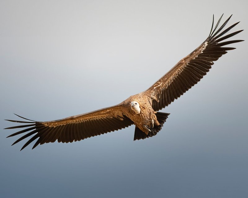 Griffon vulture soaring in clear skies showcasing its impressive wingspan.