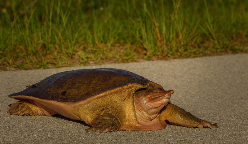 Close-up of a softshell turtle on a sunny pavement in a grassy area.