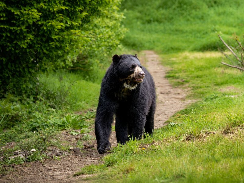 Close-up portrait of a spectacled bear walking along a forest path in its natural habitat.