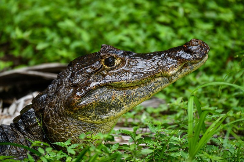 A close-up view of a Spectacled Caiman in lush Gamboa, Panama foliage.