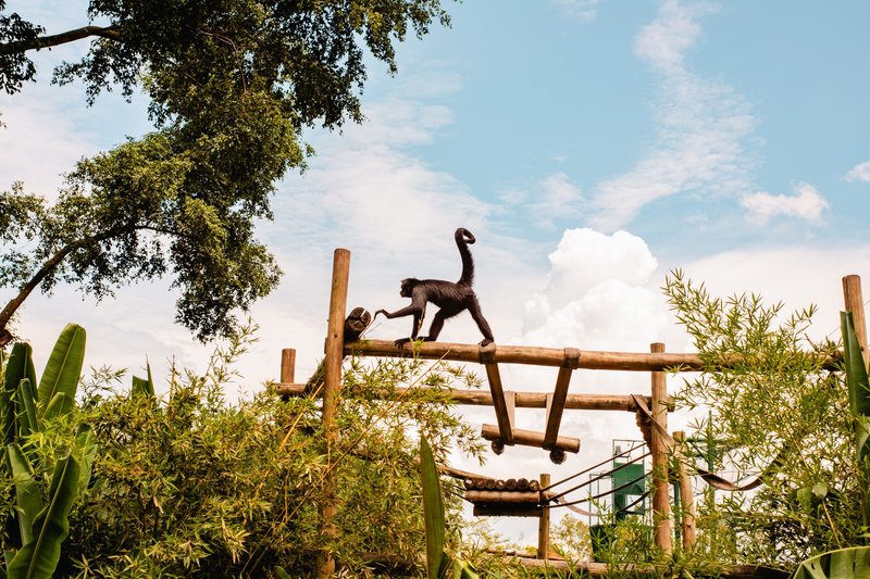Spider monkey gracefully traverses wooden beams amidst lush greenery under a clear blue sky.