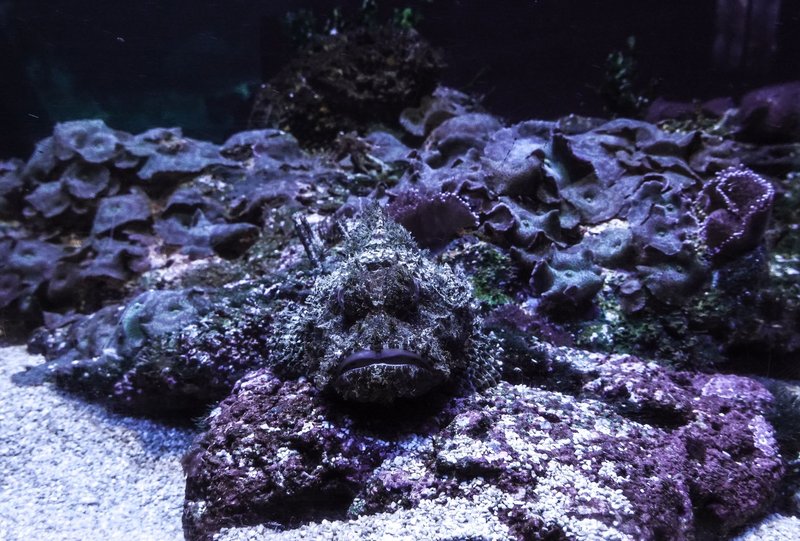A camouflaged stonefish blends with the coral reef underwater, showcasing natural adaptation.