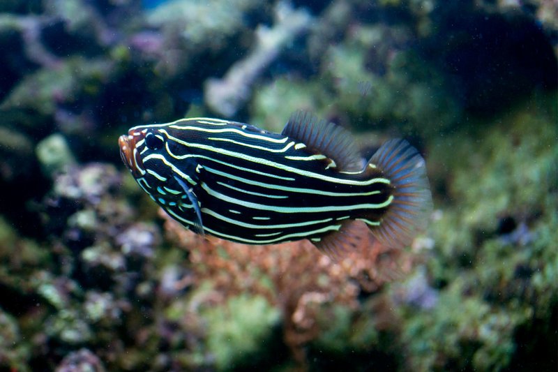 Colorful striped fish swimming in a coral reef aquarium setting.