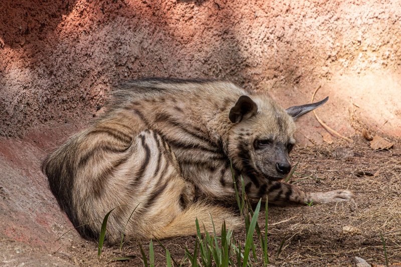 A striped hyena relaxing in a sunlit enclosure with textured walls.