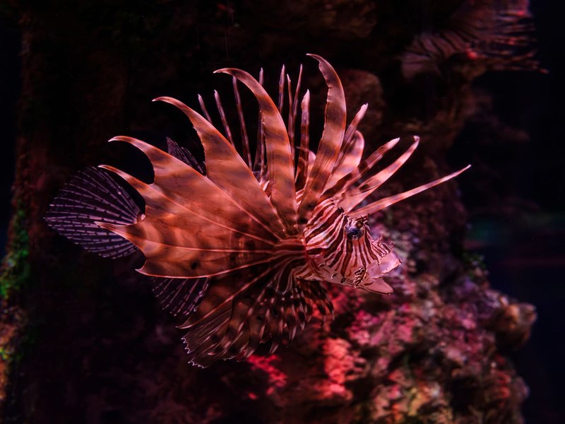 A vibrant image of a lionfish showcasing its distinct spines and stripes in a colorful coral reef, aquatic life captured beautifully.
