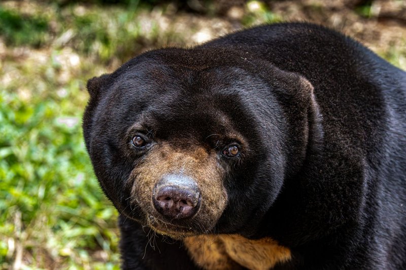 Intimate close-up of a Malayan Sun Bear showcasing its unique facial features in an outdoor setting.