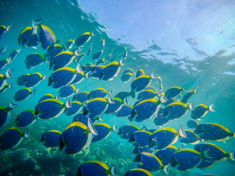 Large group of powder blue surgeonfishes swimming in reefs in blue water of sea