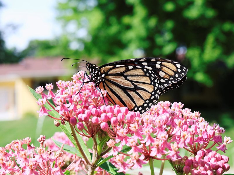 A Monarch butterfly resting on vibrant swamp milkweed flowers in a Minnesota garden.