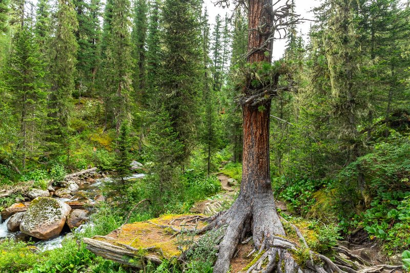 A vibrant forest scene with a creek flowing past trees and rocks, captured in summer.