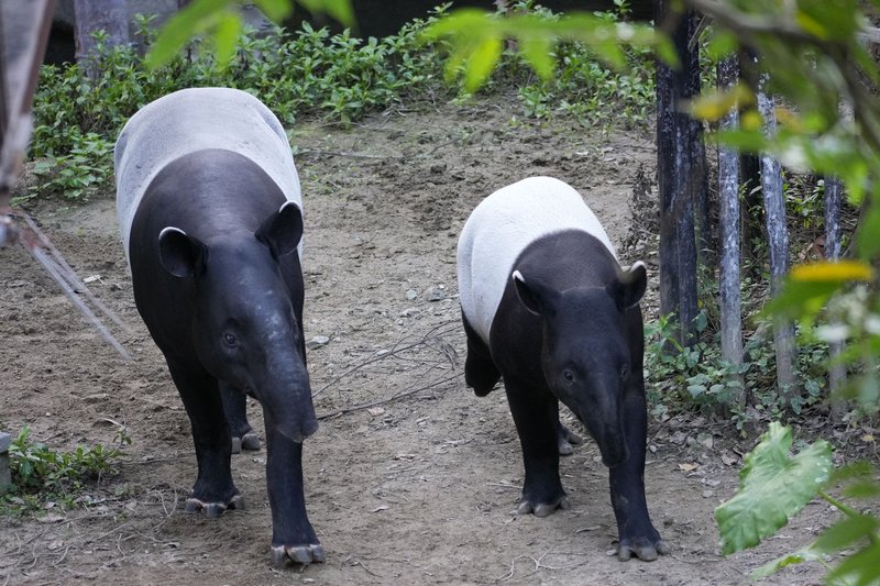 Two Malayan tapirs strolling together in a lush, natural habitat setting.