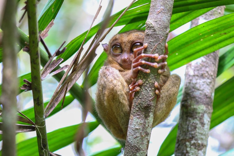 Explore a close-up of a Philippine tarsier clinging to a tree branch in its natural habitat.