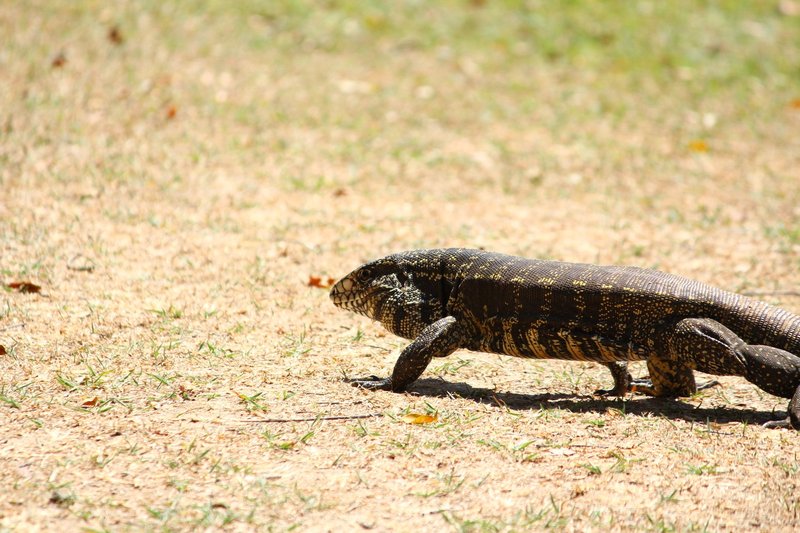A Tegu lizard moves gracefully across a sunlit patch of grass, captured in vivid detail.