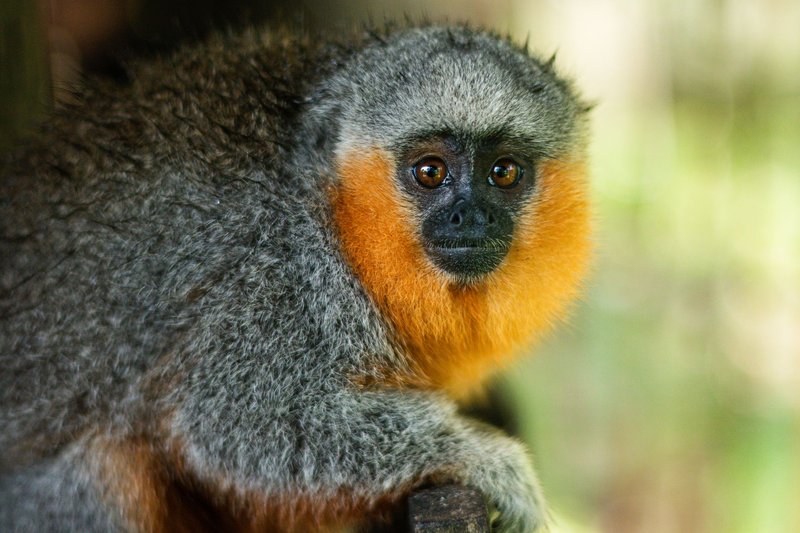 Close-up of a monkey with an orange beard in Alter do Chão, Brazil.