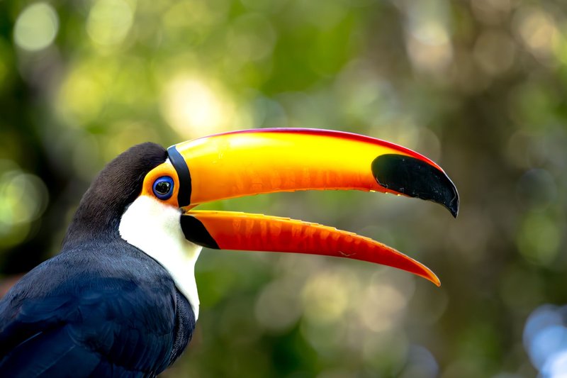 Vibrant portrait of a Toco Toucan with its distinctive large beak in a lush, blurred background.