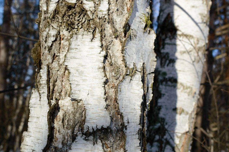 Detailed close-up of birch tree bark in a winter forest, highlighting natural textures and patterns.