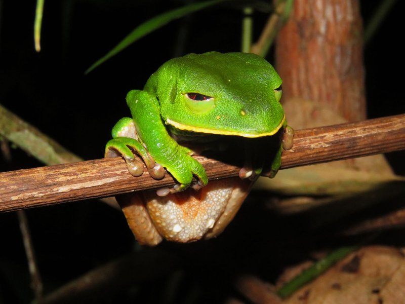 Captivating close-up of a green tree frog on a branch in the Amazon rainforest.