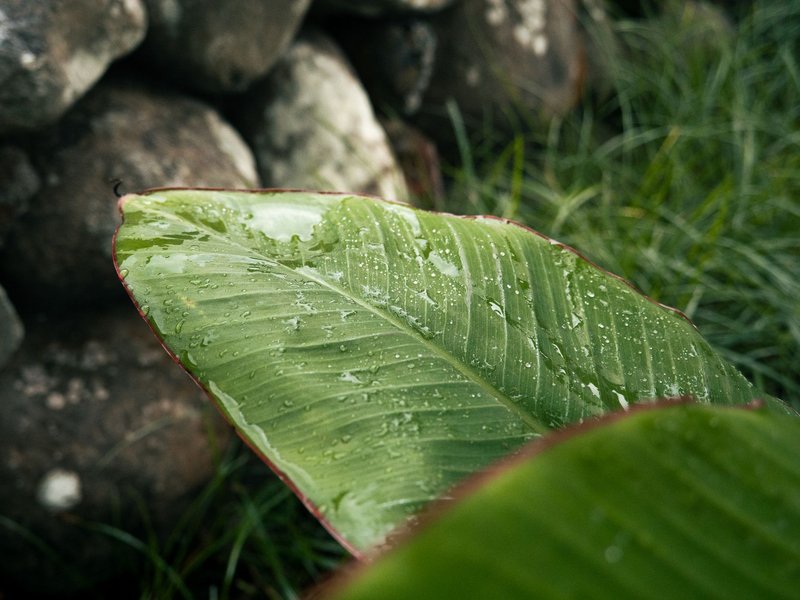 Detailed shot of a banana leaf covered in water droplets, emphasizing texture and freshness.