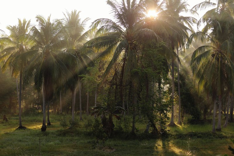 Captivating sunbeams through palm trees in a tranquil grove.