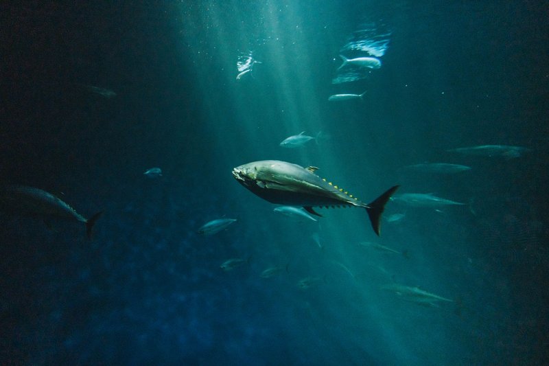 A bluefin tuna swimming gracefully in the deep sea captured with artistic underwater photography.