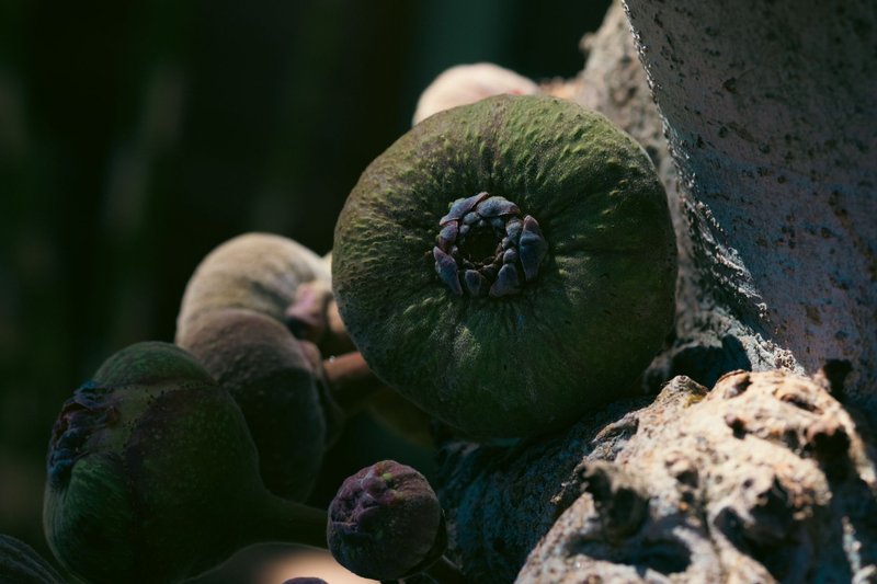 A close-up view of figs growing on a tree, captured in dramatic sunlight.