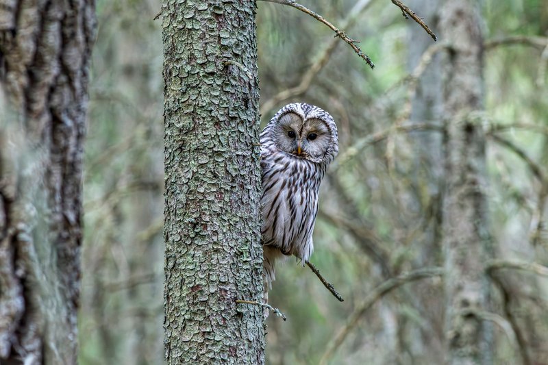 A Ural owl perched on a tree in a dense forest setting, showcasing its natural habitat.
