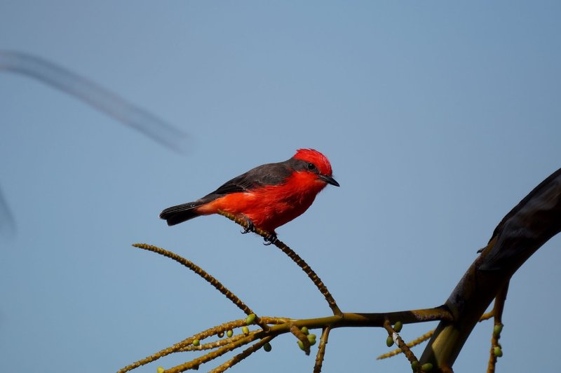 A vibrant red vermilion flycatcher sits perched on a branch against a blue sky, showcasing its striking plumage.
