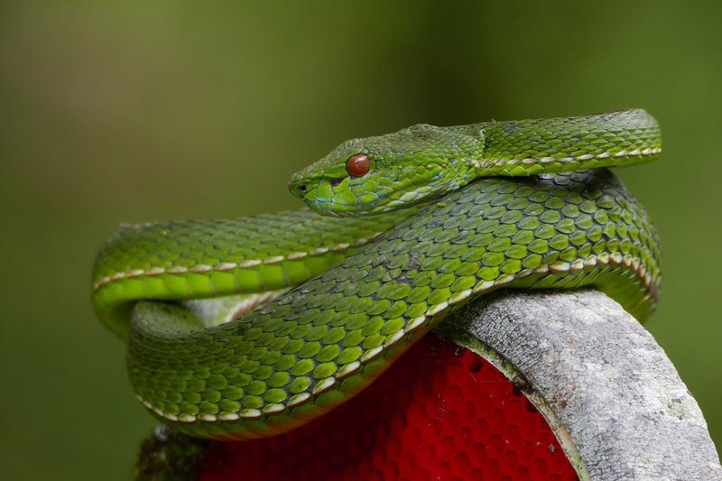 Close-up of a bright green viper snake coiled on a branch with a blurred natural background.