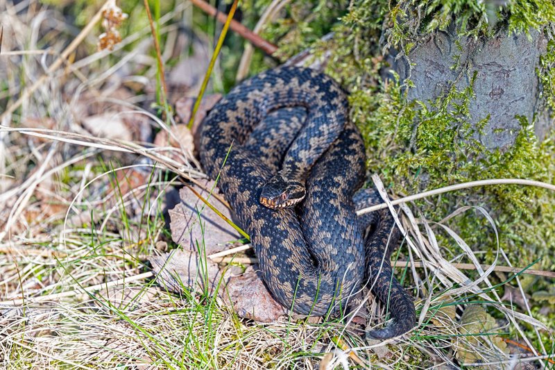 Close-up of a European adder (Vipera berus) resting in a forest setting.