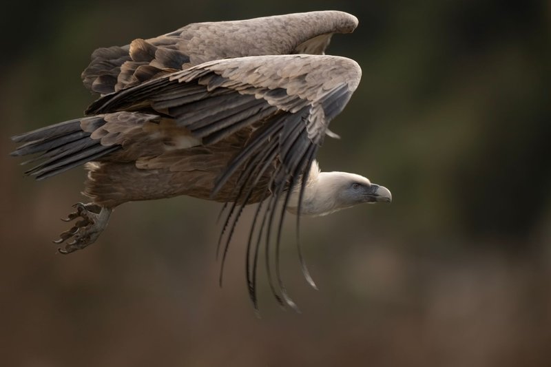A close-up shot of a Griffon Vulture soaring gracefully, showcasing its wingspan.