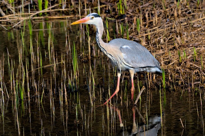 Grey heron wading through a marsh, showcasing its elegant plumage and striking pose.