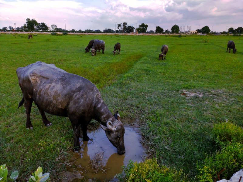 Herd of buffaloes grazing in a lush green field in Kanpur, India.