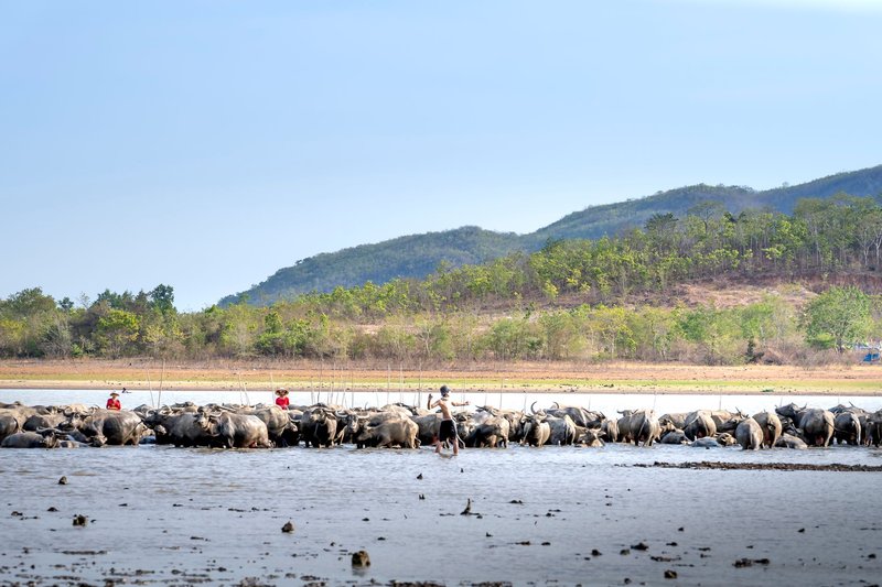A serene scene of a buffalo herd by the water with distant hills under a clear sky.