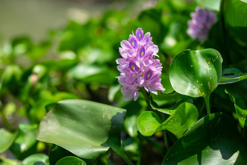 Bright pink water hyacinth flower surrounded by lush green leaves, in full bloom.