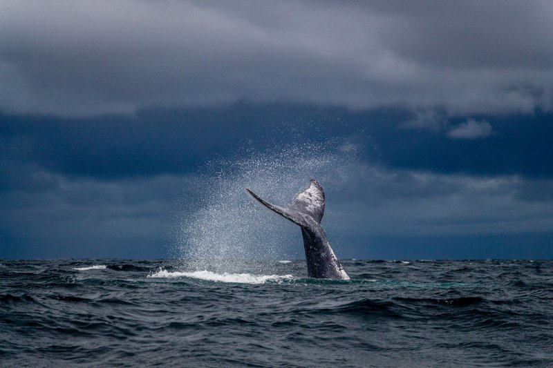Captivating image of a humpback whale's tail creating a splash against a dramatic sky.