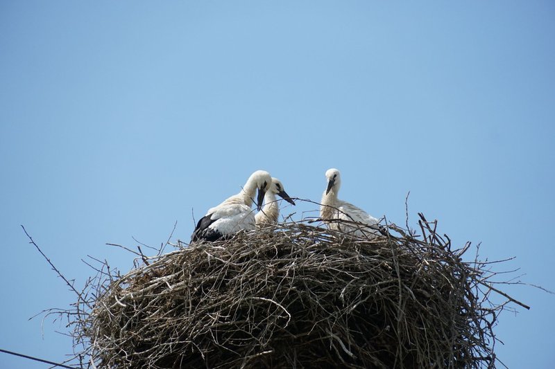 Two storks tending to their nest on a tall pole under a clear blue sky.