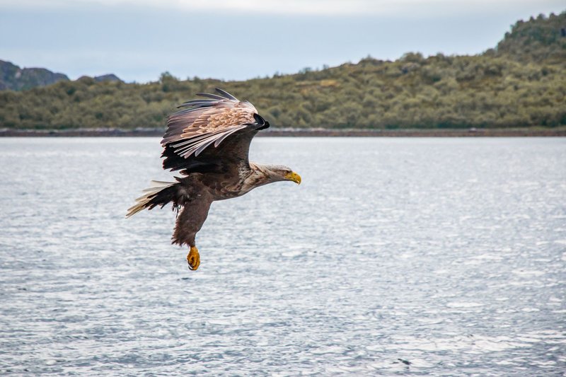 A white-tailed eagle soars above the waters of Nordland, Norway, capturing the essence of wildlife in its natural habitat.