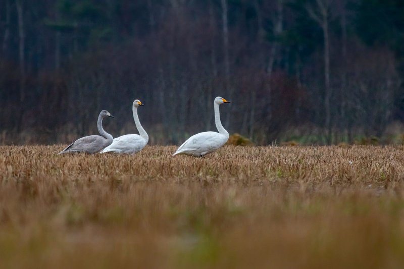 Three whooper swans gracefully walking through a grassy field in a tranquil wild setting.