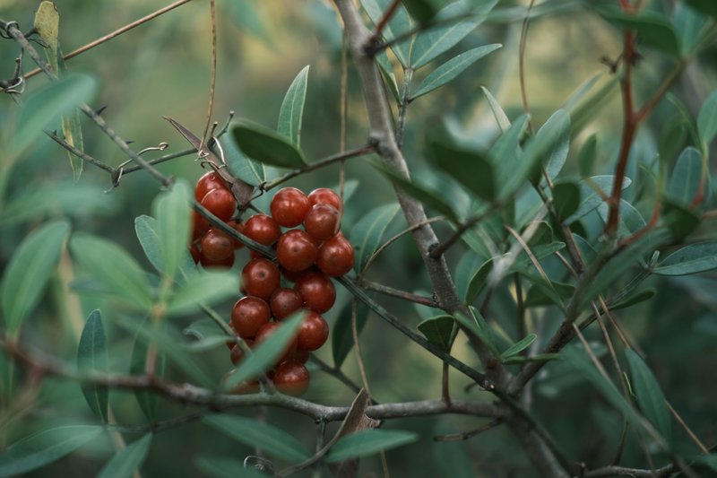 Detailed view of red berries hanging on a green leafy shrub in a natural setting.