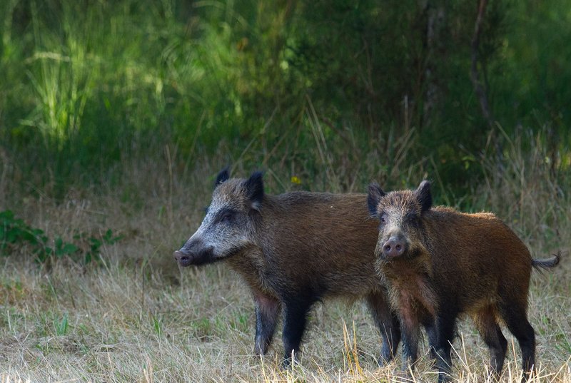 Two wild boars standing in a grassy forest clearing during daytime.