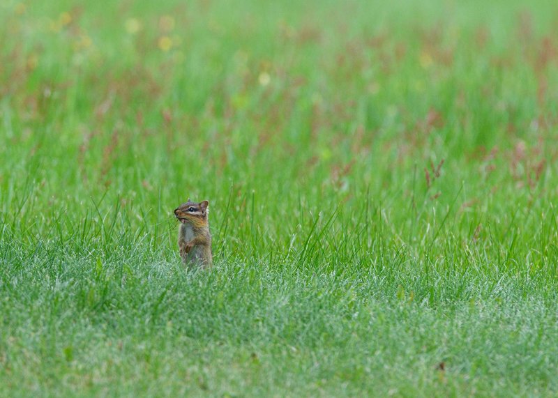 A chipmunk stands alert in a vibrant green meadow during daytime.