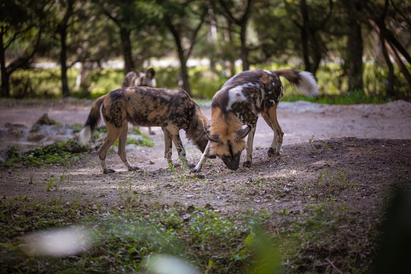 Two African wild dogs foraging in a forest setting during daylight.