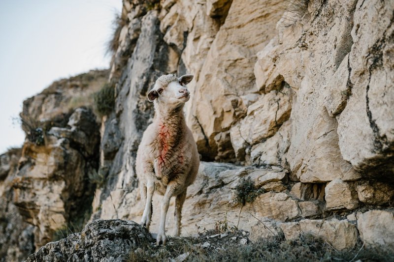 A lone sheep stands gracefully on a rugged rocky cliff, exuding a serene presence in natural surroundings.