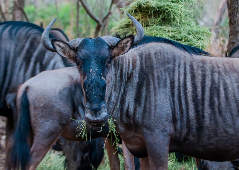 Wildebeests grazing on fresh grass in their natural savannah habitat.