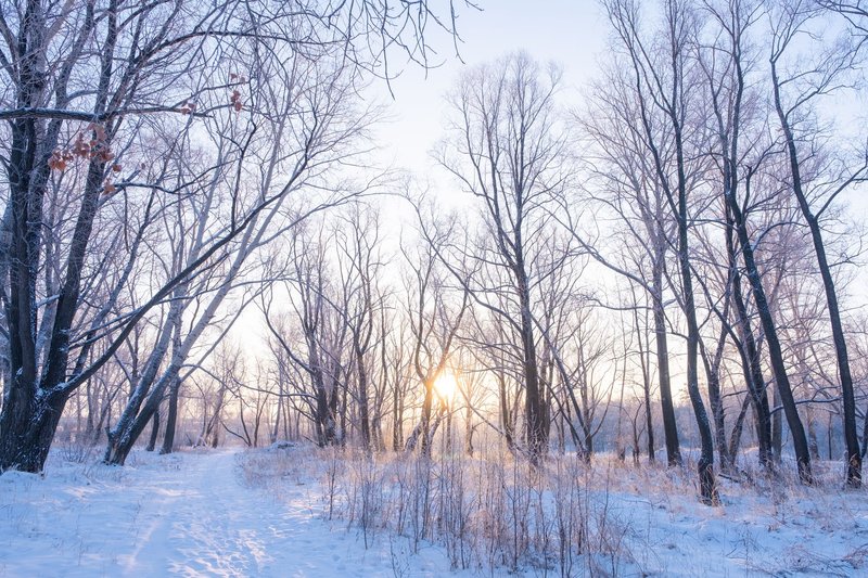 Serene winter sunrise illuminating a snow-covered forest path with leafless trees.