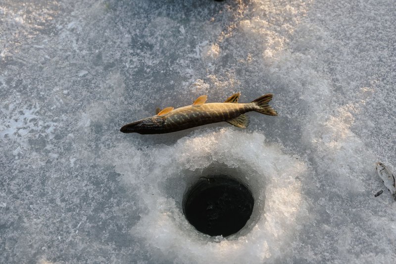 Caught pike lying beside an ice fishing hole on a snowy, frozen lake.
